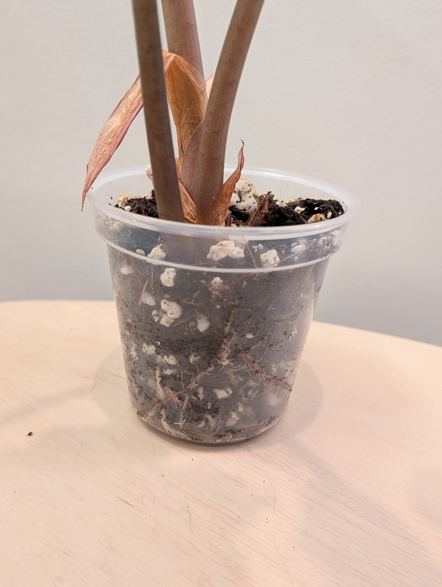 Alocasia amazonica rose menthe panachée CORM