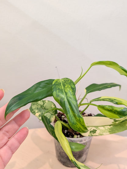 Philodendron domesticum panaché