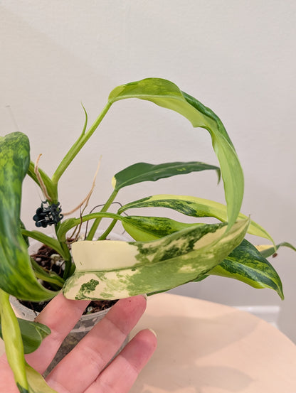 Philodendron domesticum panaché