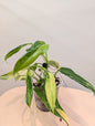 Philodendron domesticum panaché