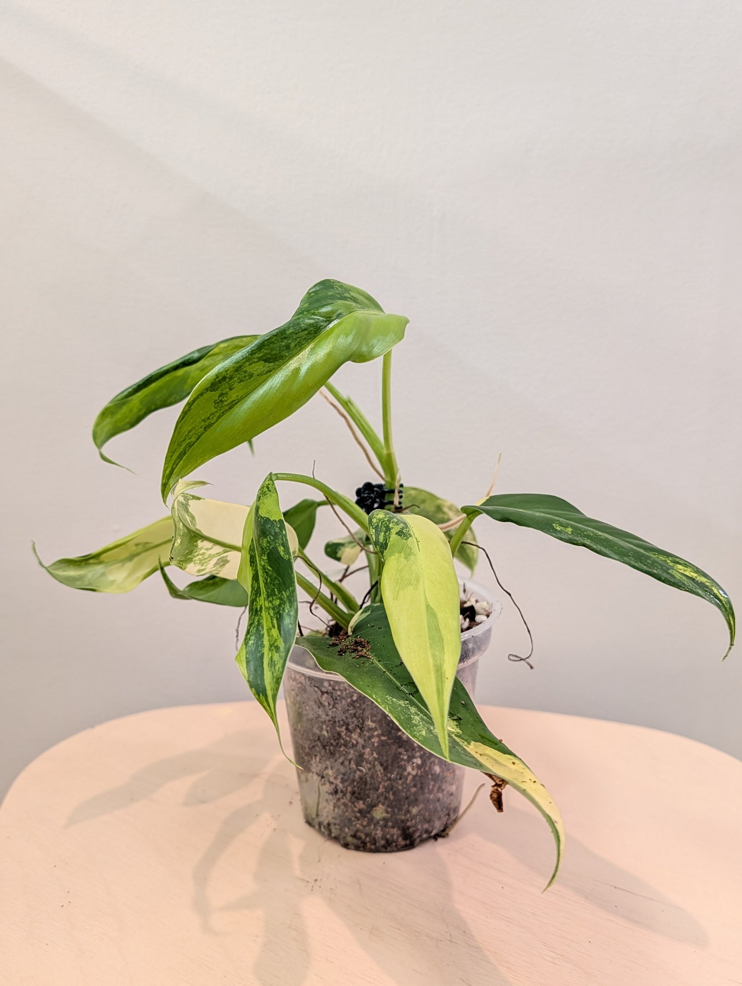 Philodendron domesticum panaché