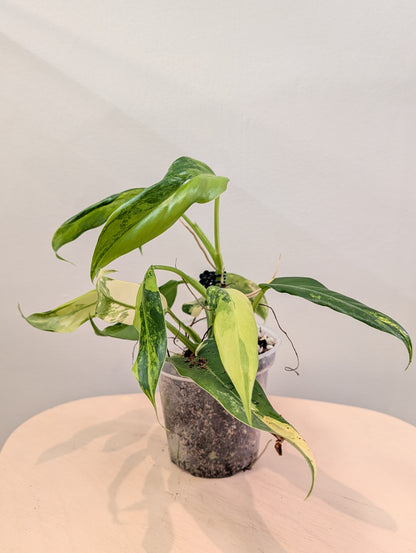 Philodendron domesticum panaché