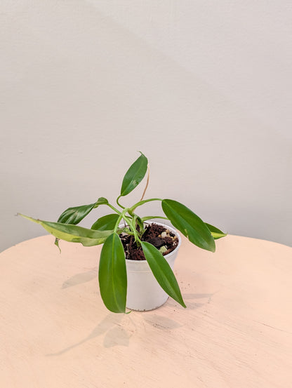 Alocasia cuculata jaune / cadeau offert pour tout achat