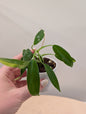 Alocasia cuculata jaune / cadeau offert pour tout achat