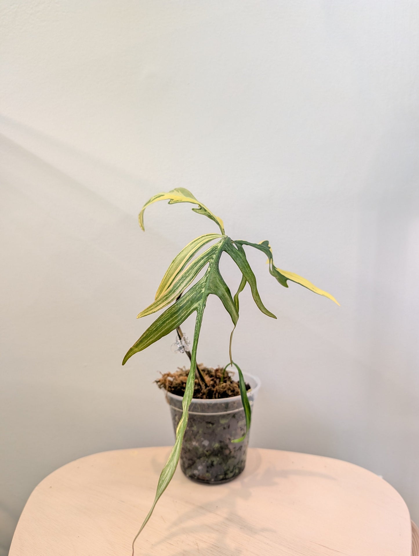 Philodendron Tortum panaché