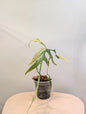 Philodendron Tortum panaché