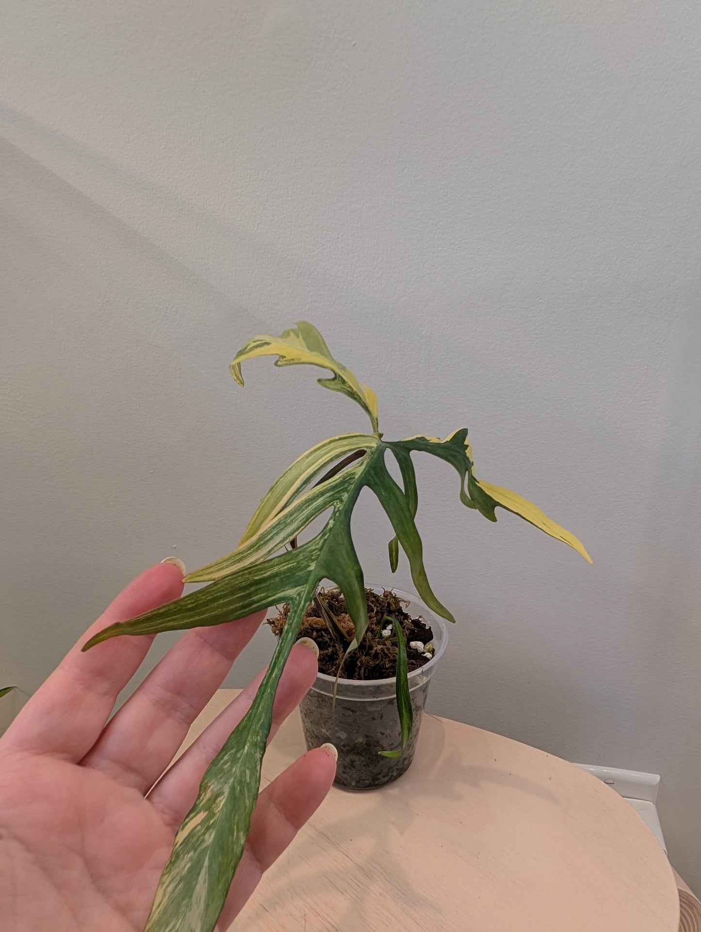 Philodendron Tortum panaché