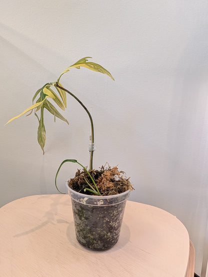 Philodendron Tortum panaché