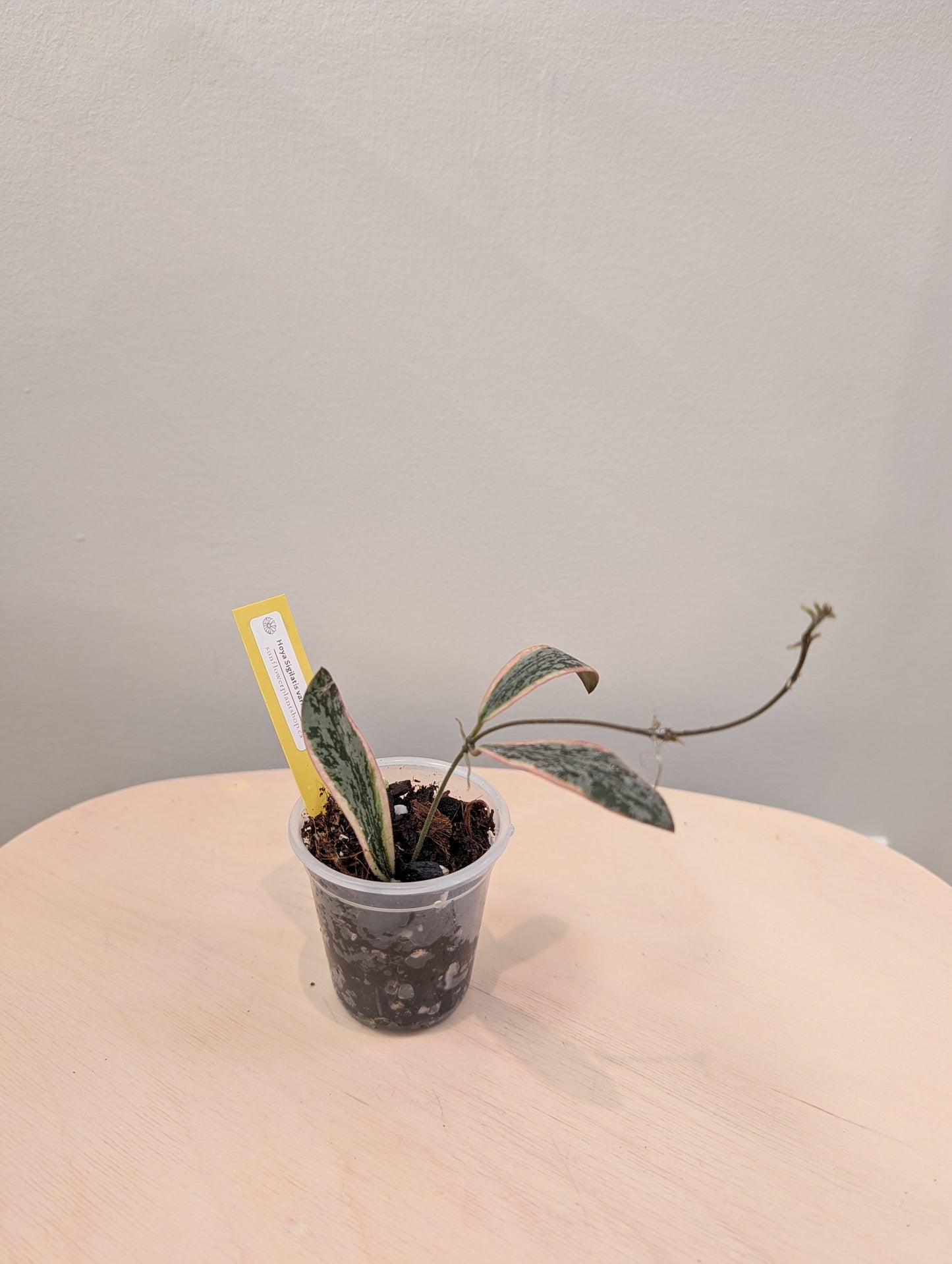 Hoya sigilatis panaché