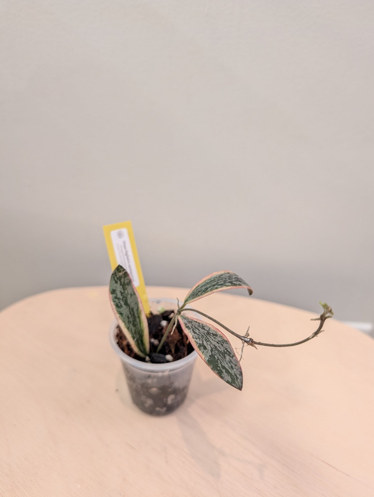 Hoya sigilatis panaché