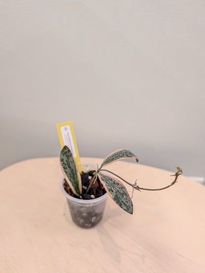 Hoya sigilatis panaché
