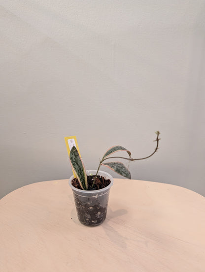 Hoya sigilatis panaché