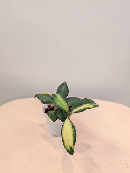 Hoya burtoniae panaché