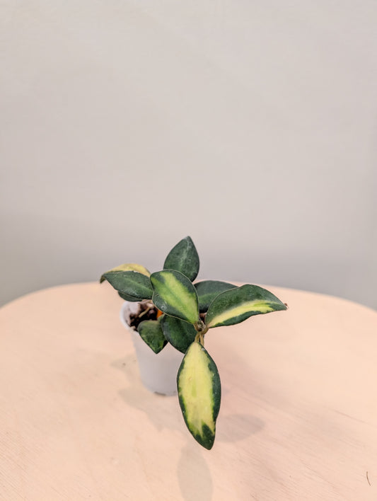Hoya burtoniae variegated