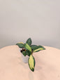 Hoya burtoniae panaché