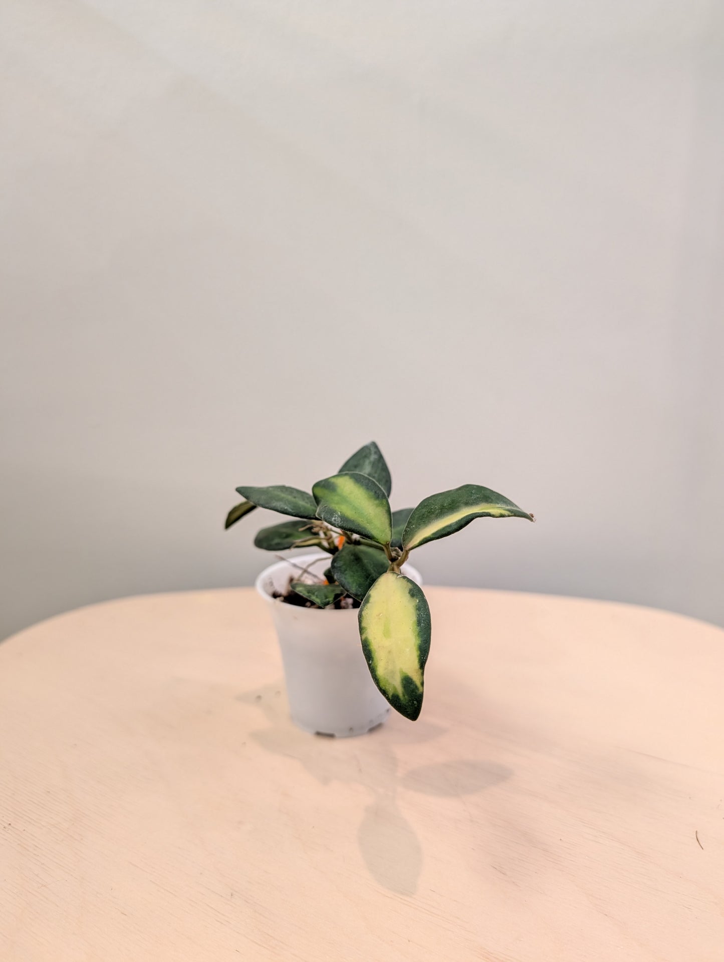 Hoya burtoniae panaché