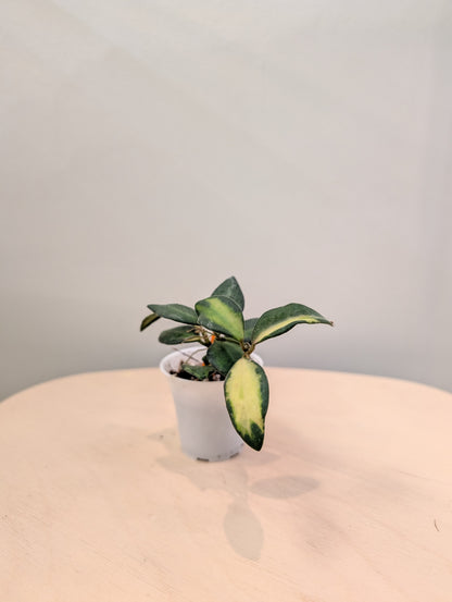 Hoya burtoniae panaché