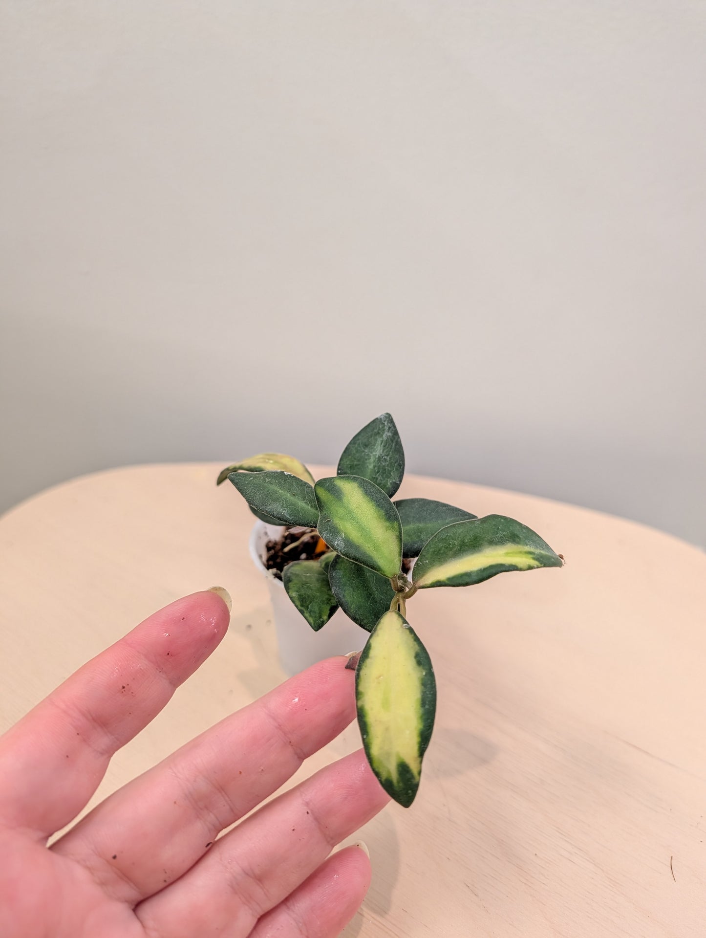 Hoya burtoniae panaché