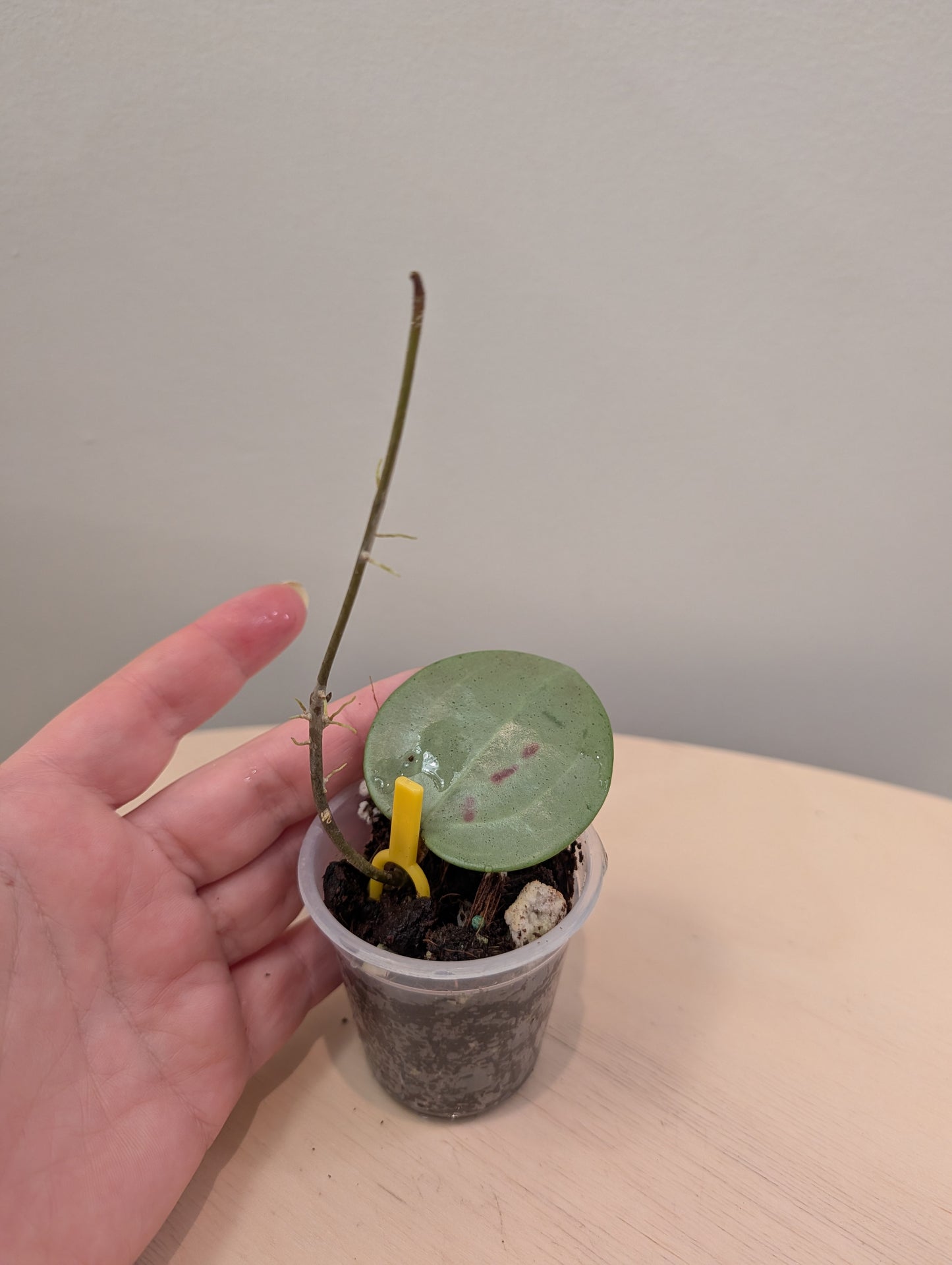 Hoya obovata splash / en pot à arrosage automatique