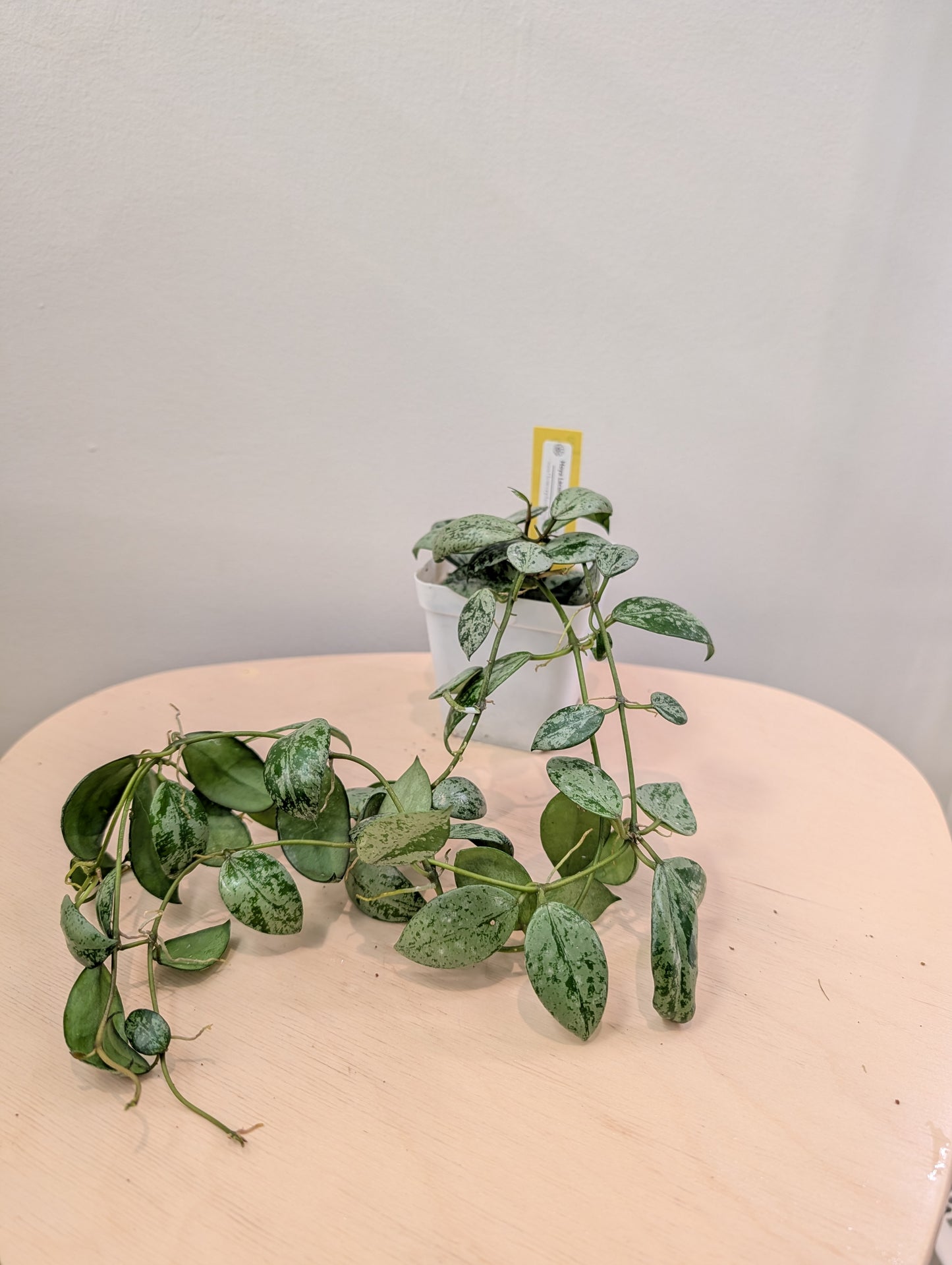 Hoya Lacunosa peau de tigre argentée