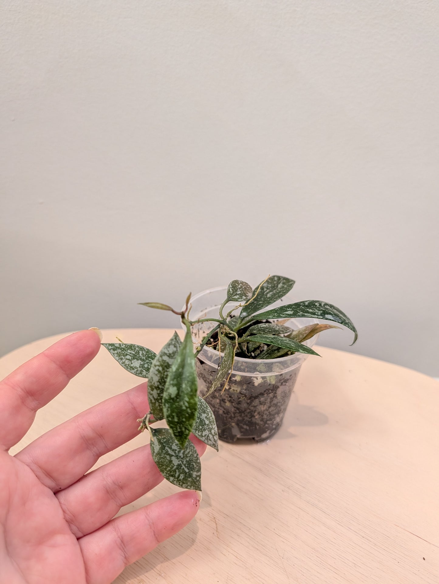 Hoya Lacunosa Laos