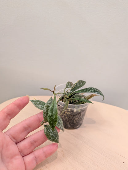 Hoya Lacunosa Laos