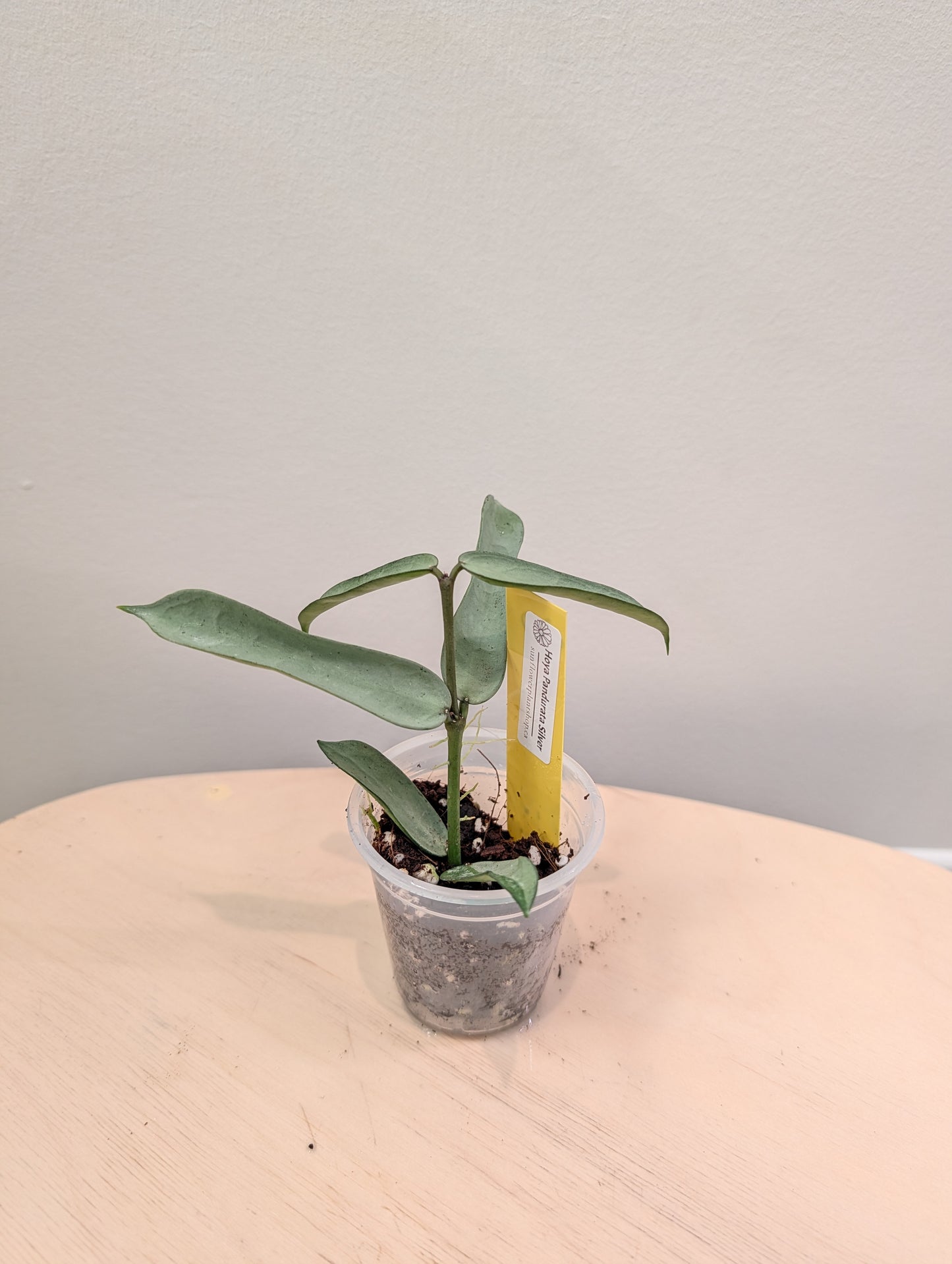Hoya pandurata argent