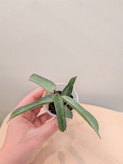 Hoya pandurata argent