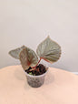 Begonia Silver Suede