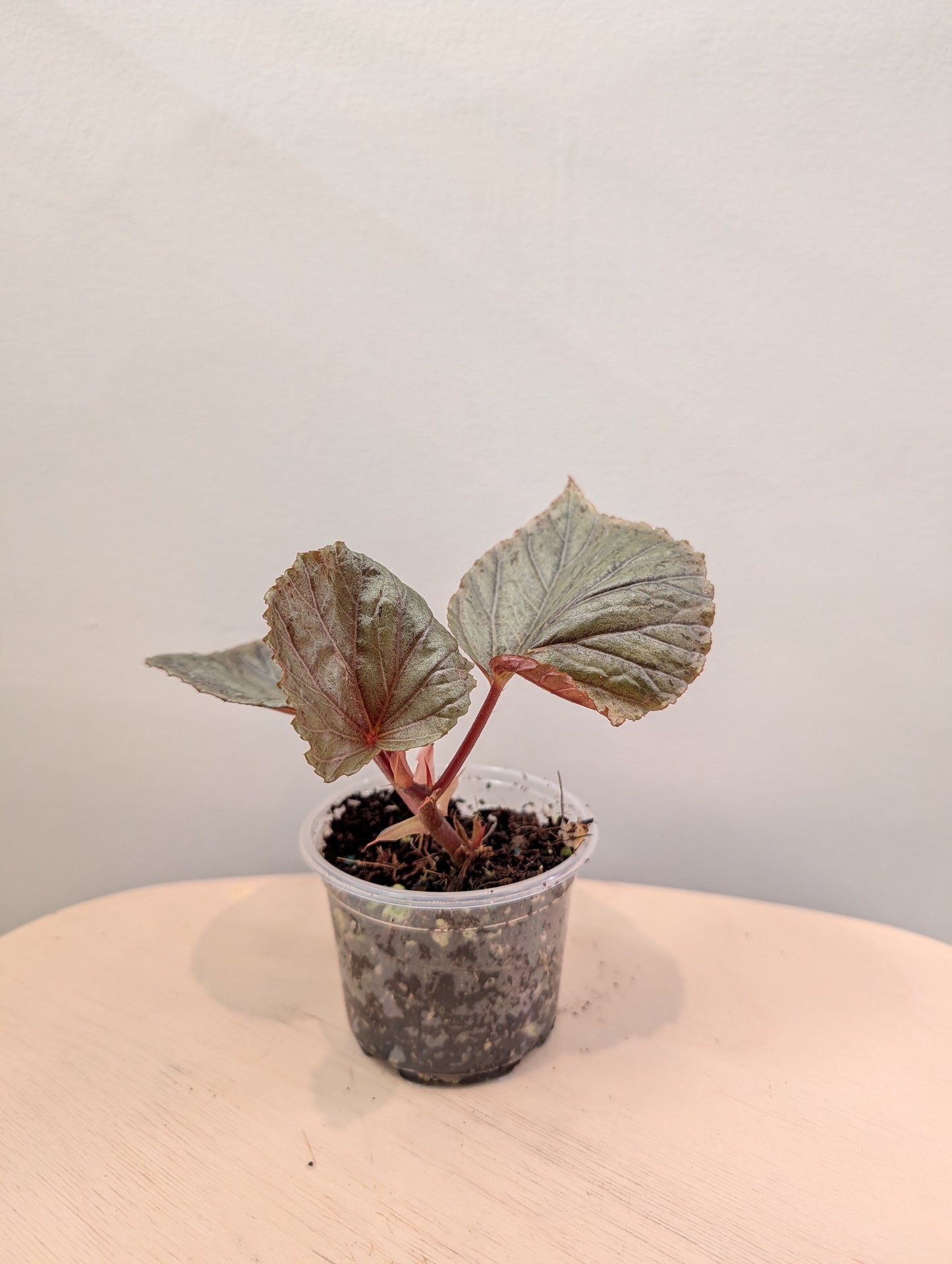 Begonia Silver Suede