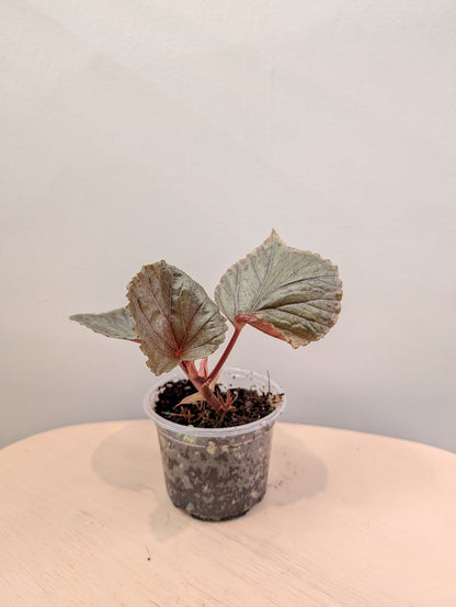 Begonia Silver Suede