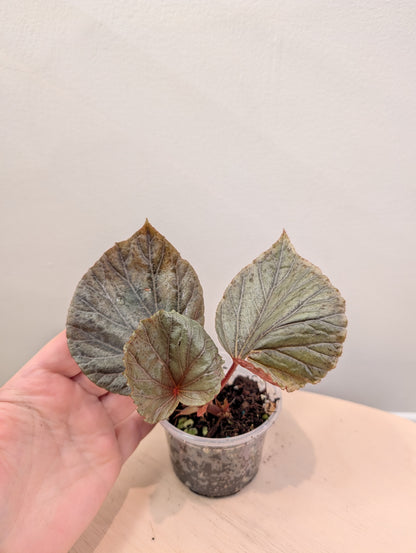 Begonia Silver Suede