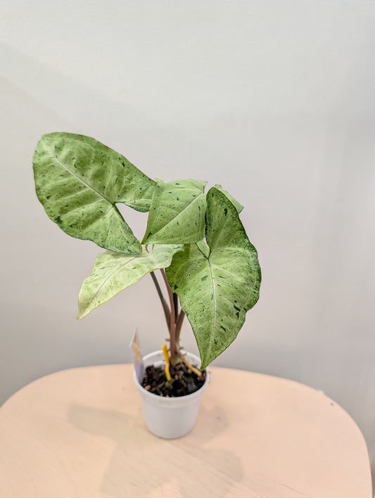 Syngonium green freckles
