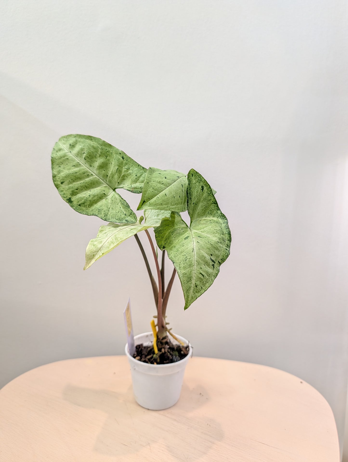 Syngonium à taches vertes (choix du producteur)