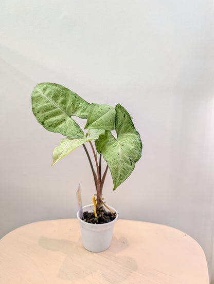 Syngonium à taches vertes (choix du producteur)