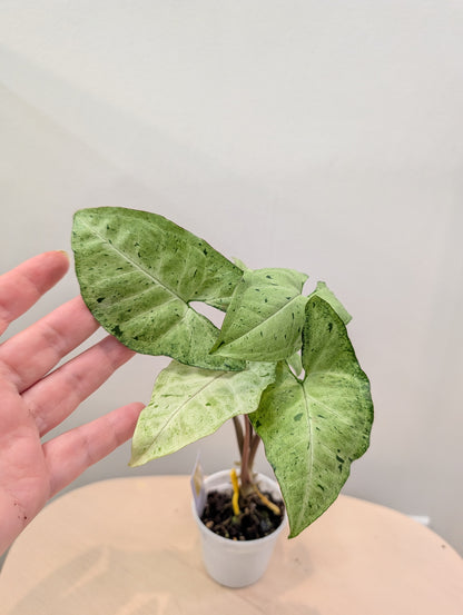 Syngonium à taches vertes (choix du producteur)