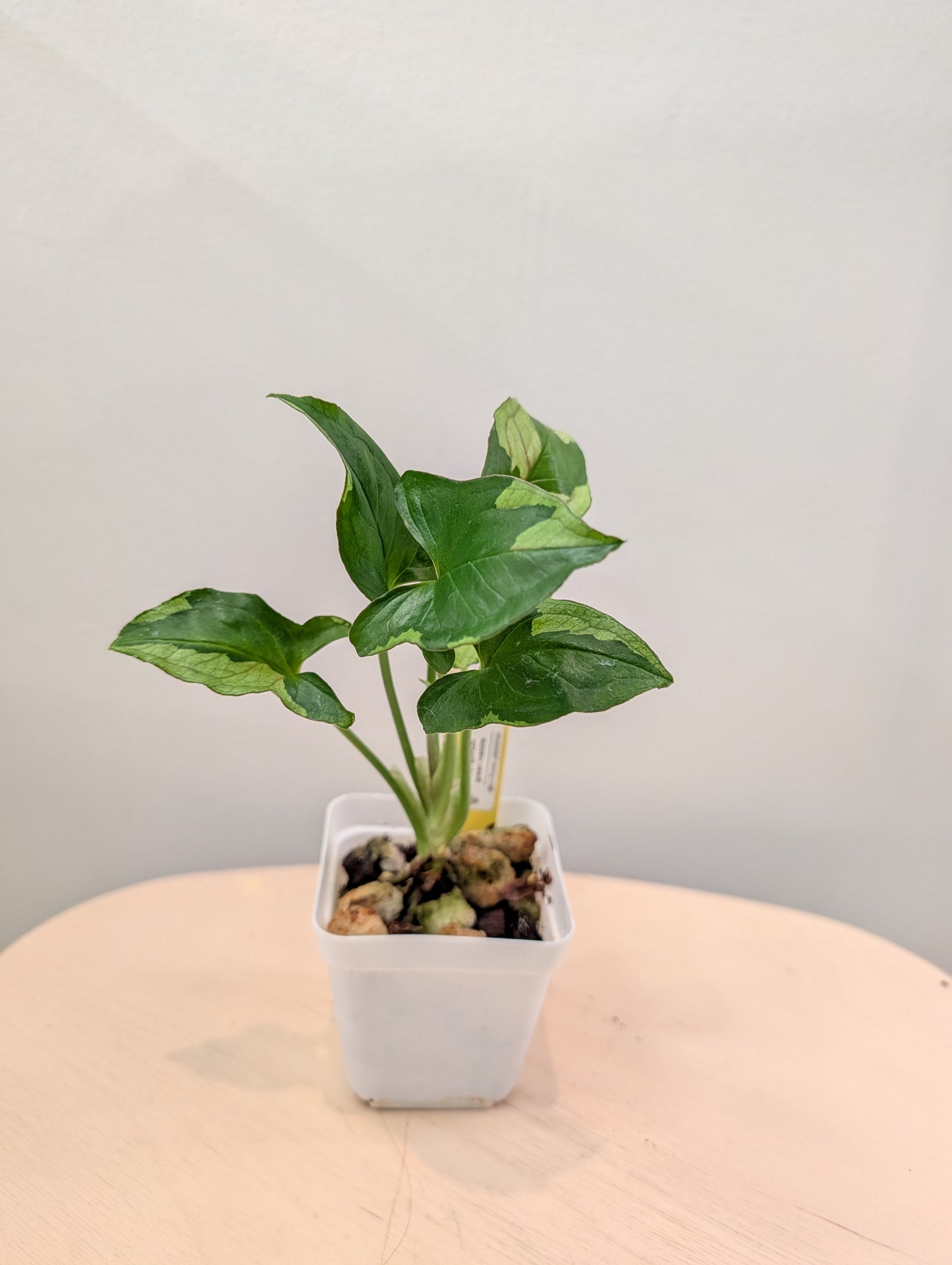 Syngonium Green Eclipse (choix du producteur)
