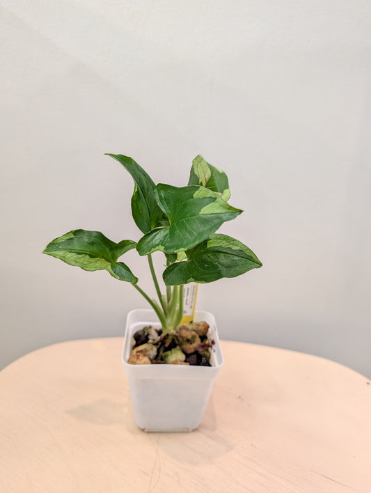 Syngonium green eclipse