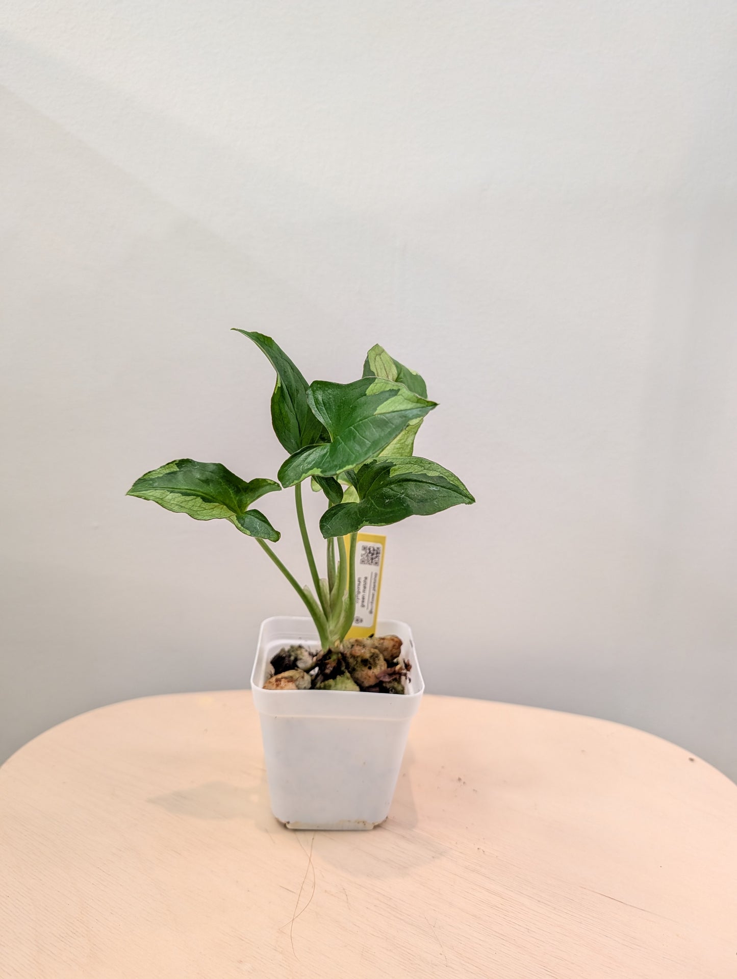 Syngonium Green Eclipse (choix du producteur)