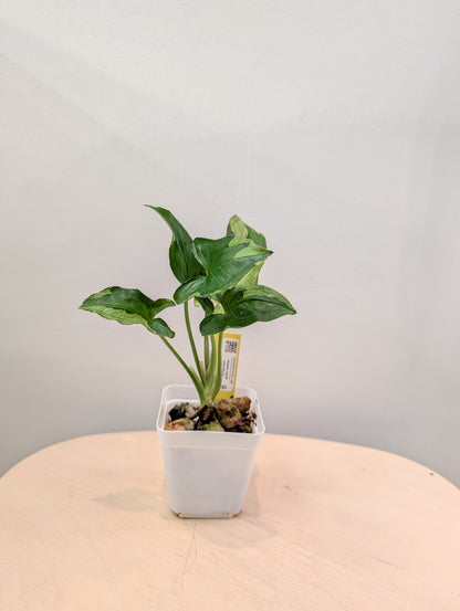 Syngonium Green Eclipse (choix du producteur)