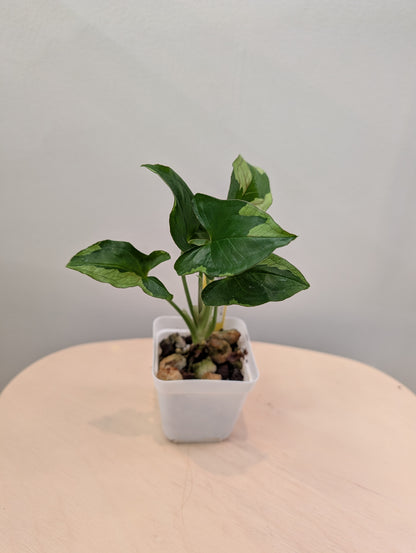 Syngonium Green Eclipse (choix du producteur)