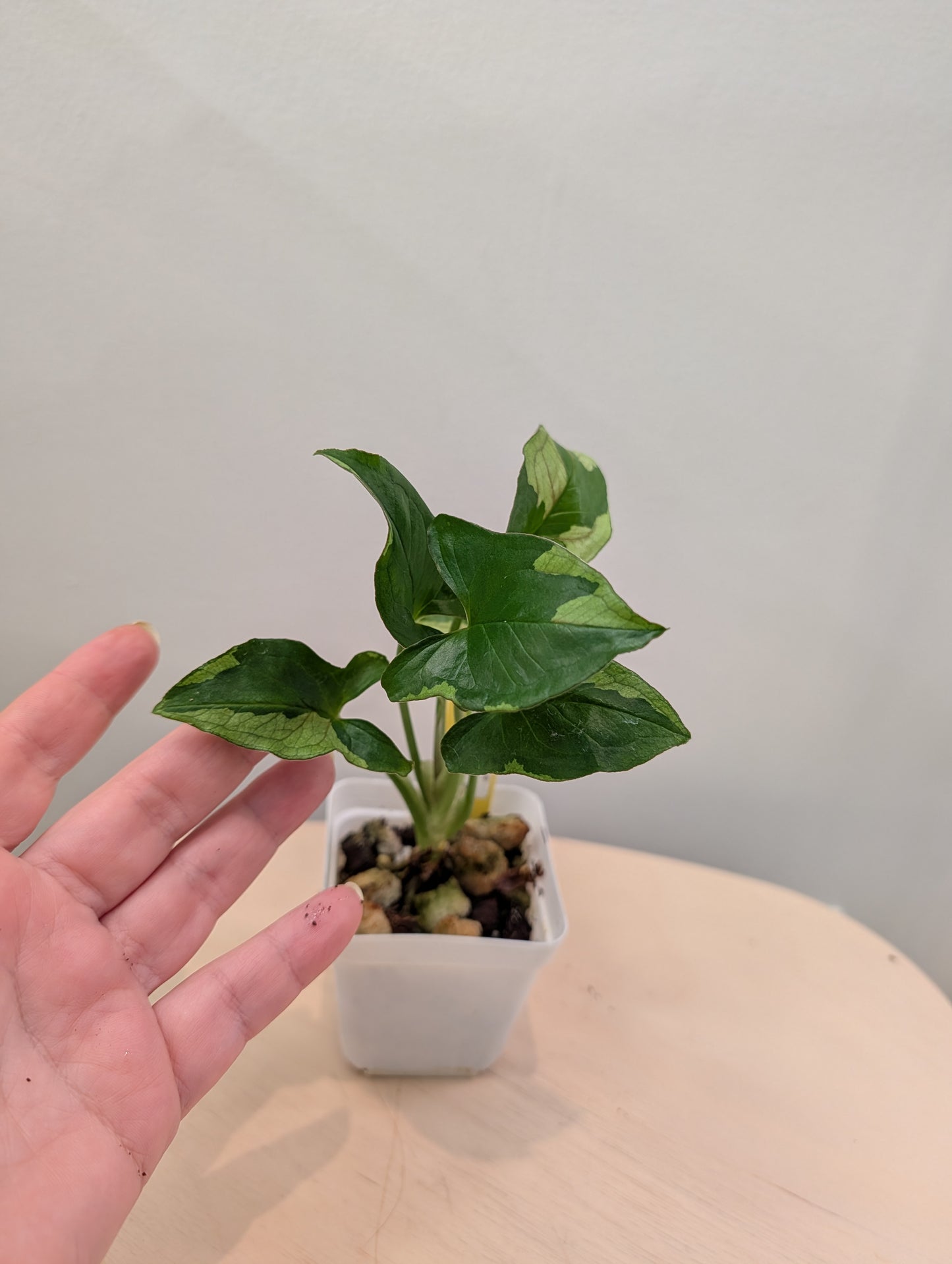 Syngonium Green Eclipse (choix du producteur)