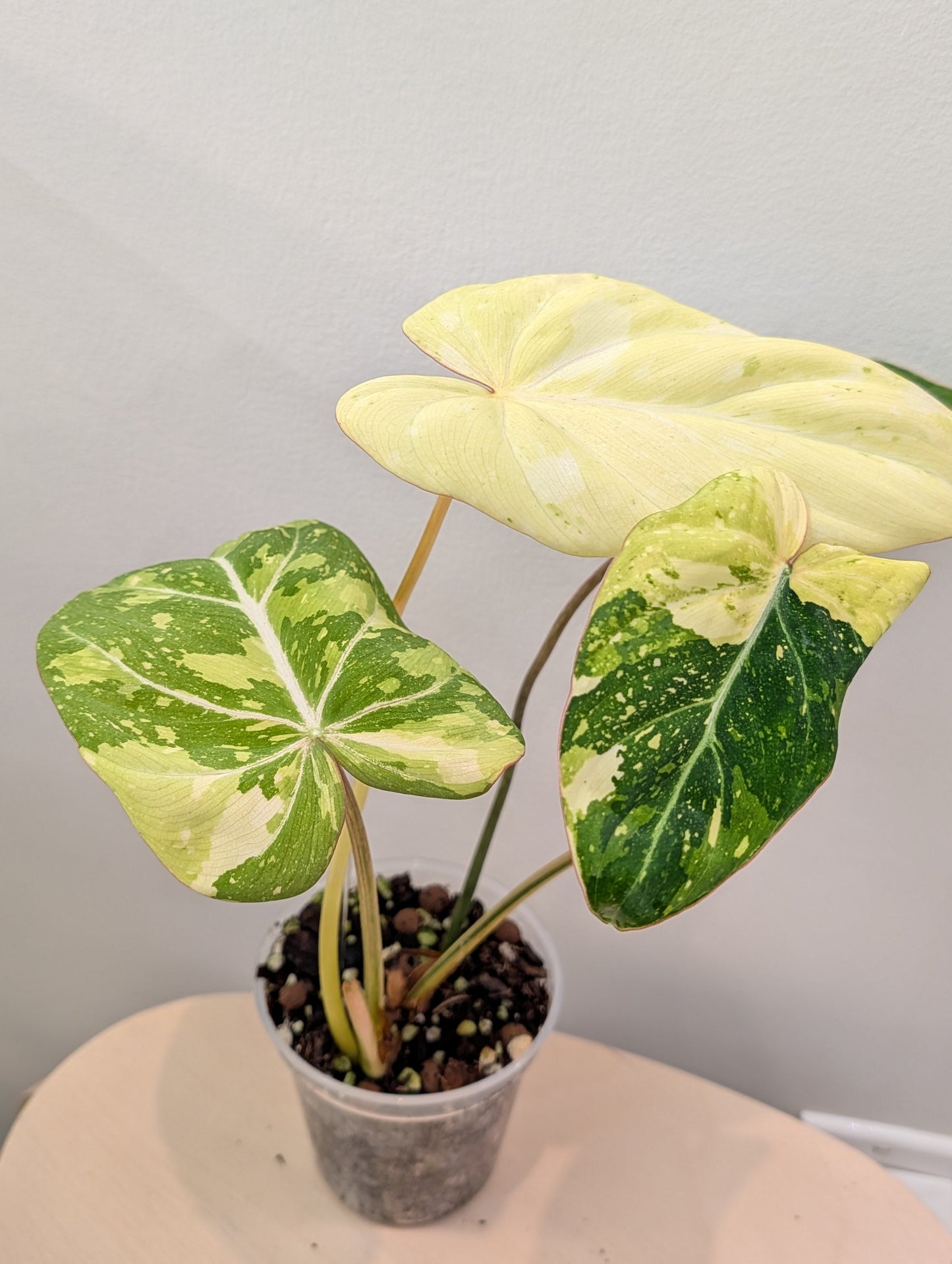 Philodendron gloriosum tricolore panaché