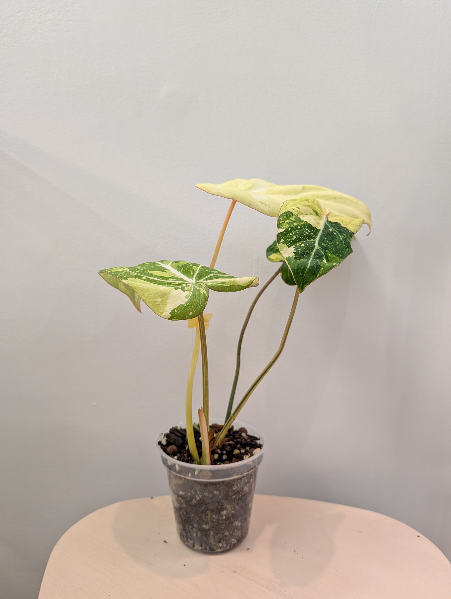 Philodendron gloriosum tricolore panaché