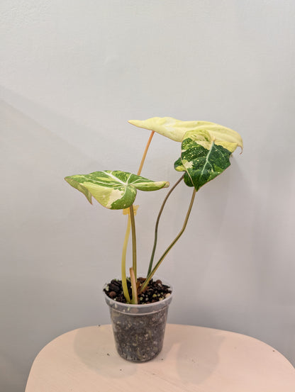 Philodendron gloriosum tricolore panaché