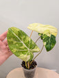 Philodendron gloriosum tricolore panaché