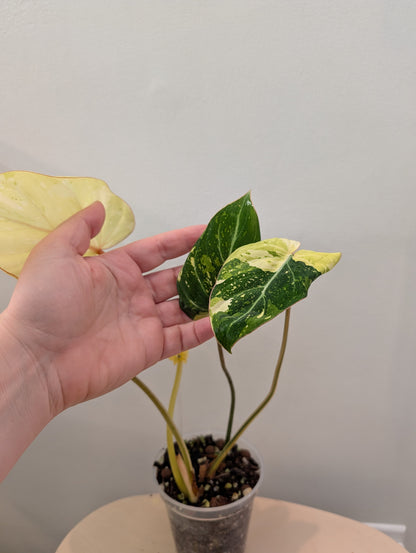 Philodendron gloriosum tricolore panaché