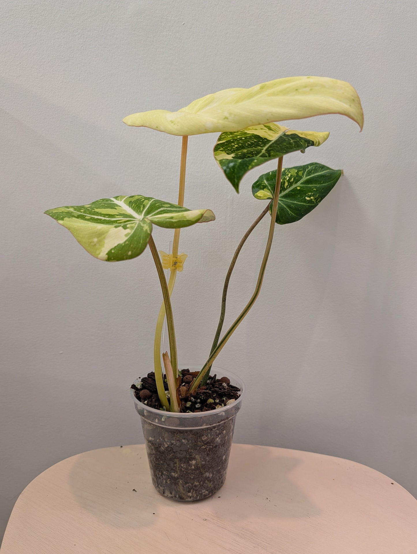 Philodendron gloriosum tricolore panaché