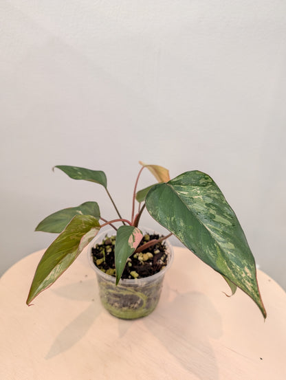 Homalomena Pink Diamond