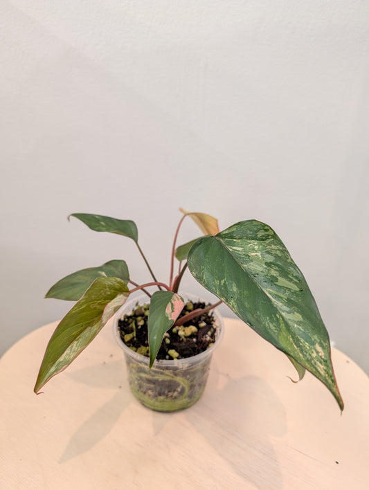 Homalomena Pink Diamond